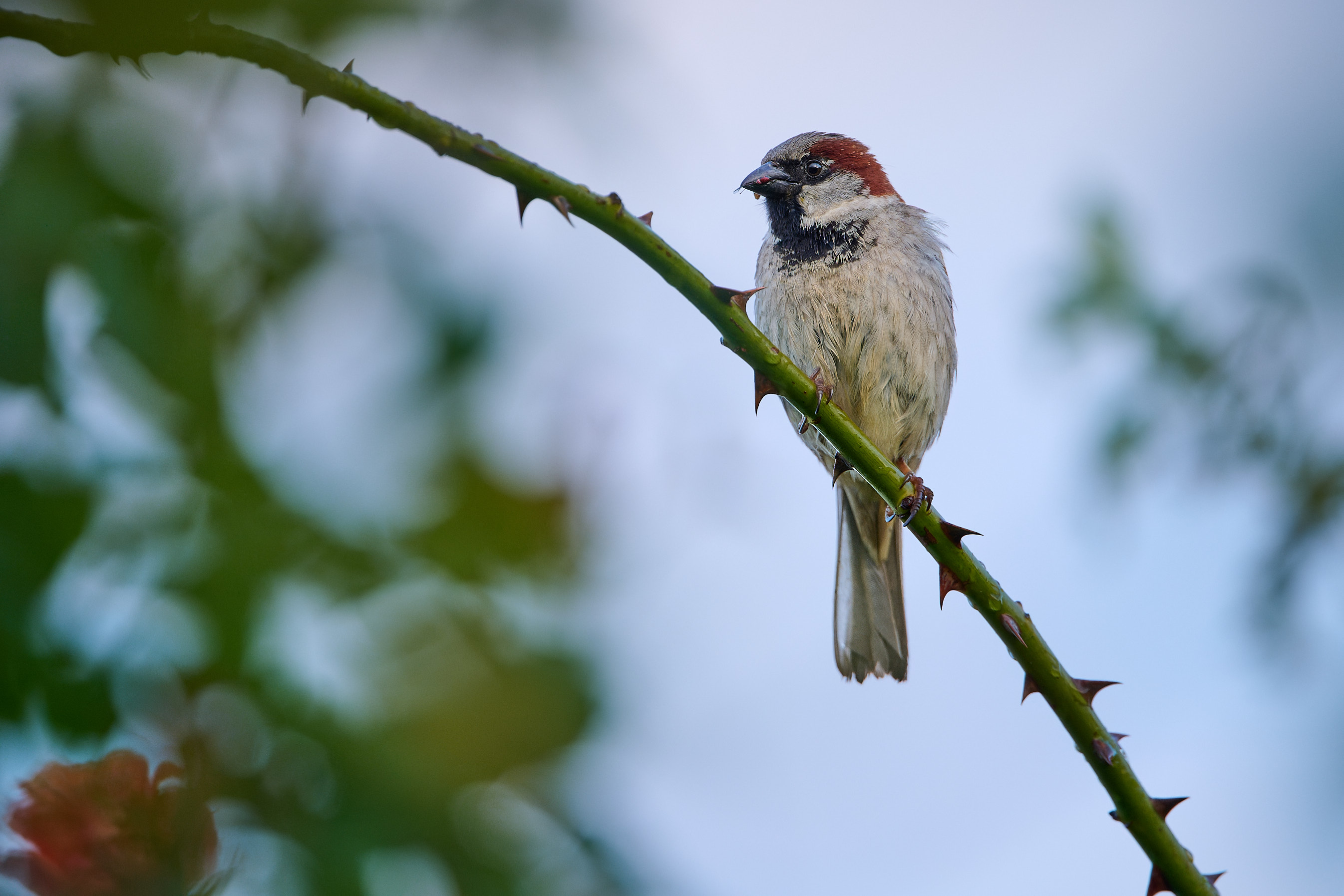 Sparrow with Insect